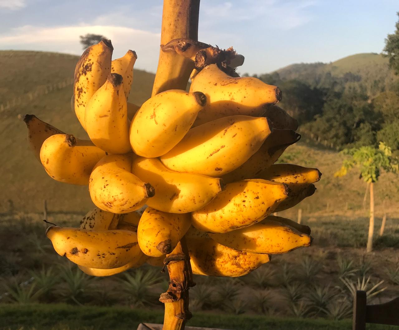 Bananes