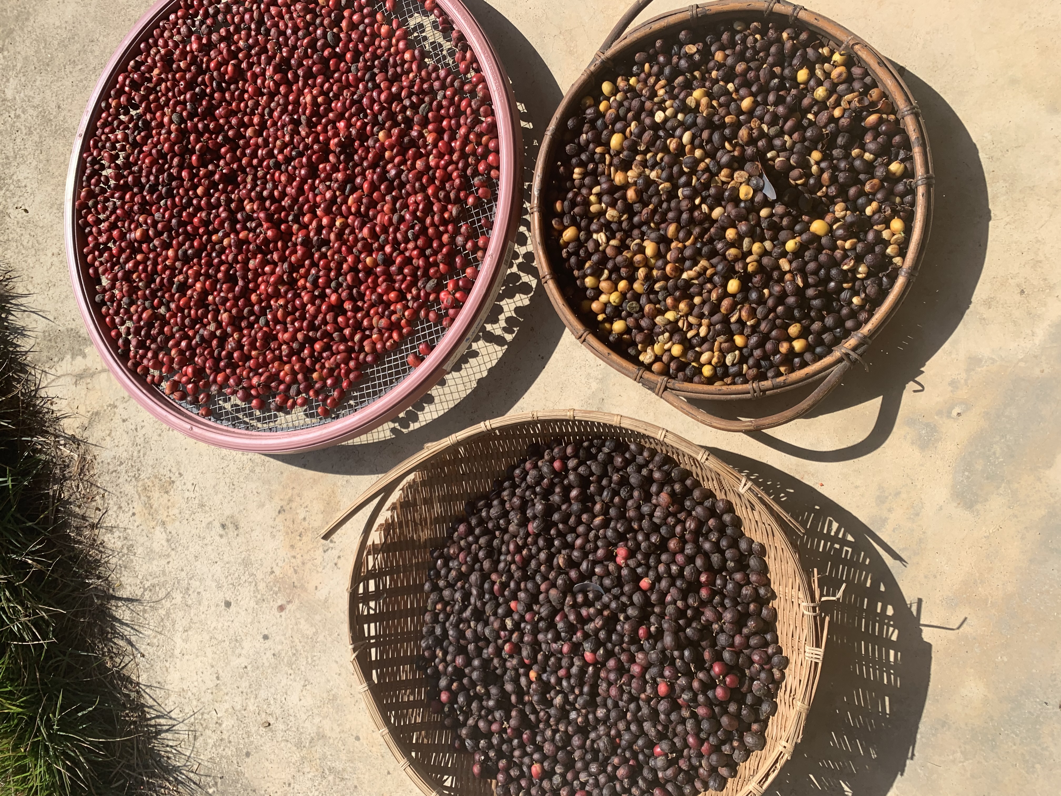 CAFÉ moulu ou en grain