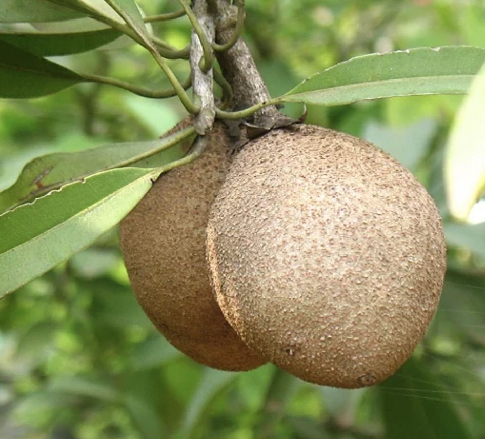 Sapoti